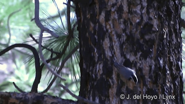 Red-breasted Nuthatch - ML201459641