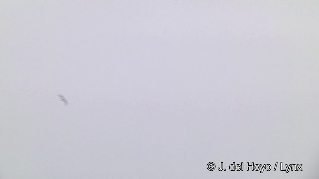 Pufla Fırtınakuşu - ML201460121