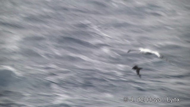 Albatros hurleur, A. de Tristan da Cunha ou A. des Antipodes - ML201460131