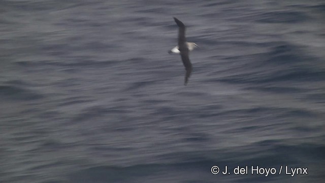 Gray-headed Albatross - ML201460151