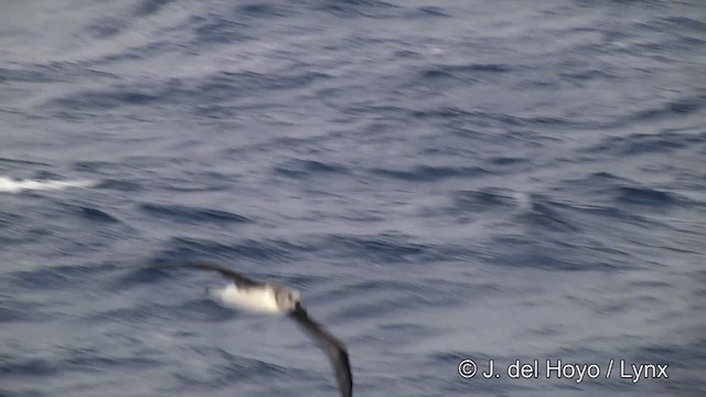 Gray-headed Albatross - ML201460161