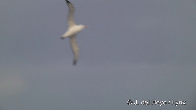 albatros stěhovavý - ML201460171