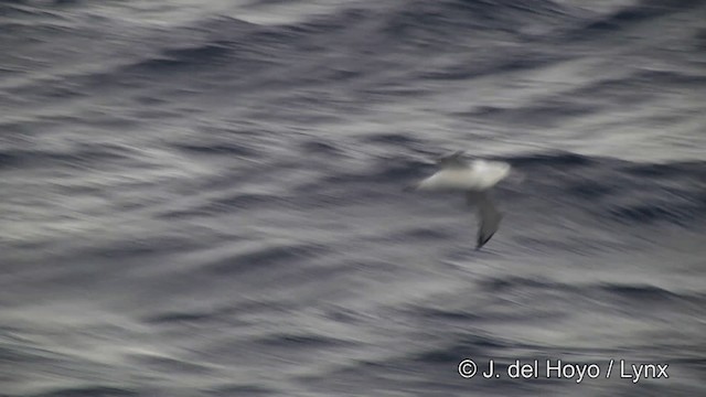 Snowy Albatross - ML201460181