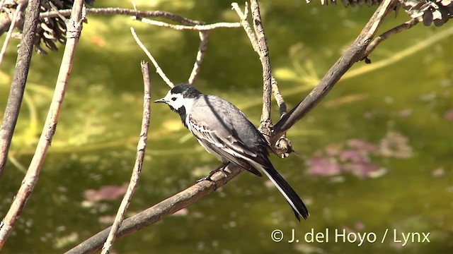 White Wagtail (White-faced) - ML201460281