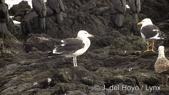 Kelp Gull (dominicanus) - ML201461021
