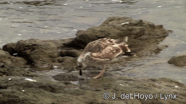 Доминиканская чайка (dominicanus) - ML201461031
