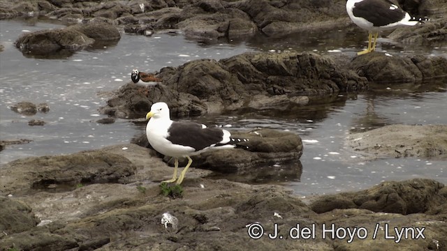 Kelp Gull (dominicanus) - ML201461041
