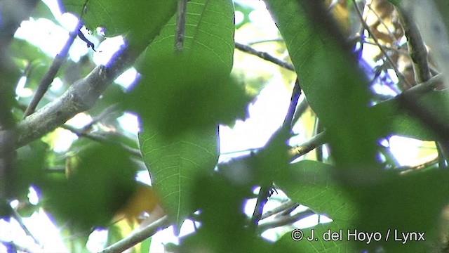 Бананальская муравьянка - ML201461411