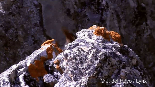 Troglodyte des canyons - ML201461711