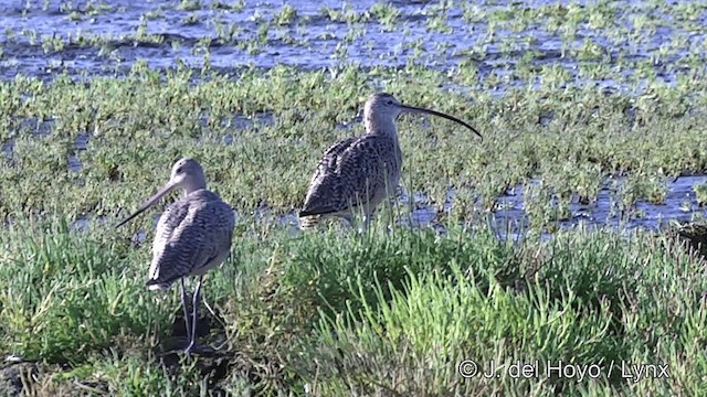 Long-billed Curlew - ML201461931