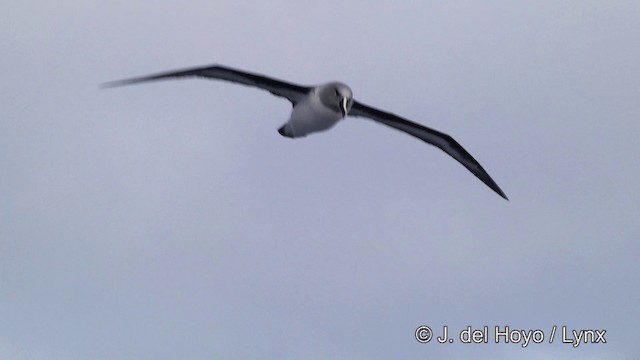 Gray-headed Albatross - ML201462101