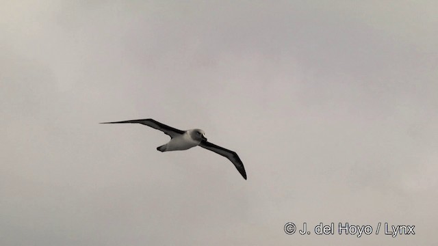 Gray-headed Albatross - ML201462111