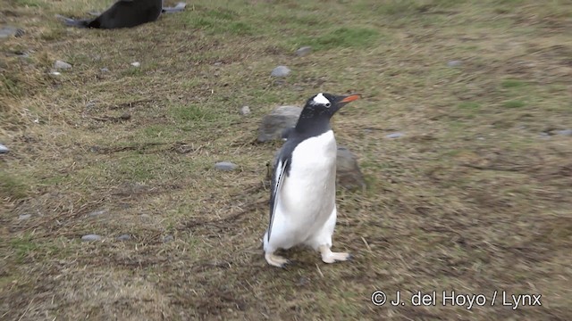 Gentoo Penguin - ML201462361