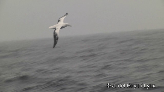 albatros stěhovavý - ML201462411