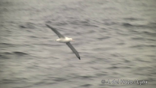 Snowy Albatross - ML201462421