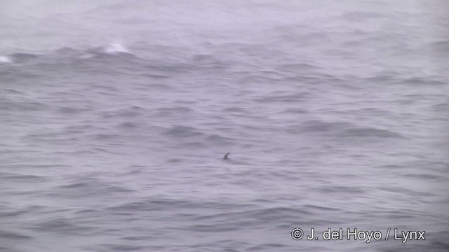Buntfuß-Sturmschwalbe - ML201462541