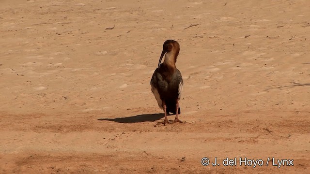 ibis bělokřídlý - ML201463271