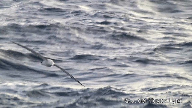 albatros stěhovavý - ML201463331