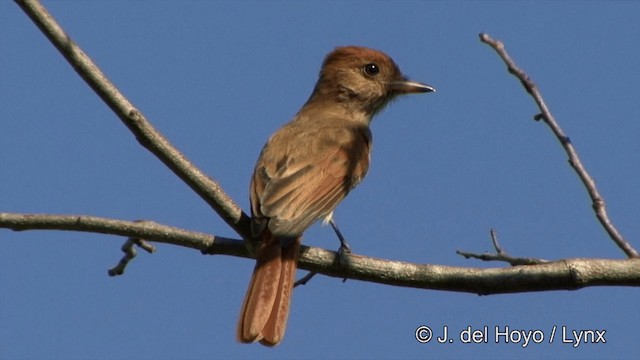 Ash-throated Casiornis - ML201463421