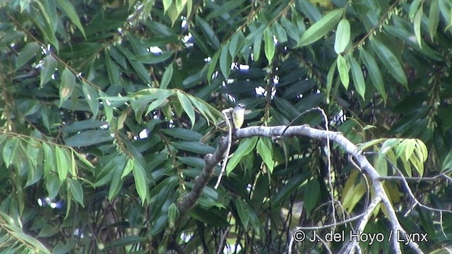 Тиран-карлик амазонійський - ML201463601