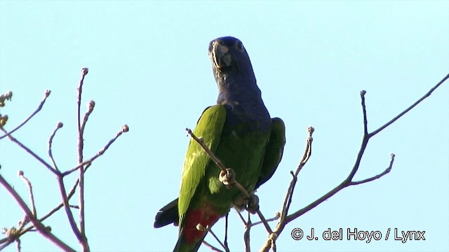Blue-headed Parrot (Blue-headed) - ML201463631