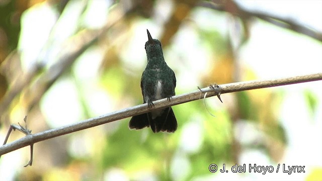 kolibřík zrcadlový - ML201463641