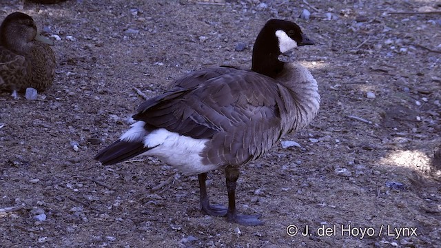 Cackling Goose (minima) - ML201463871