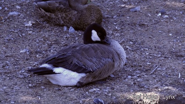 Cackling Goose (minima) - ML201463881