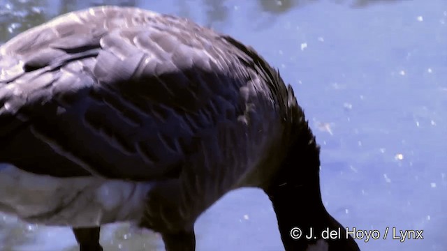 Cackling Goose (minima) - ML201463891