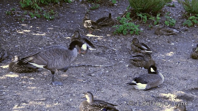 Canada Goose (moffitti/maxima) - ML201463921