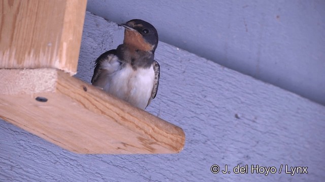 Barn Swallow (American) - ML201464021