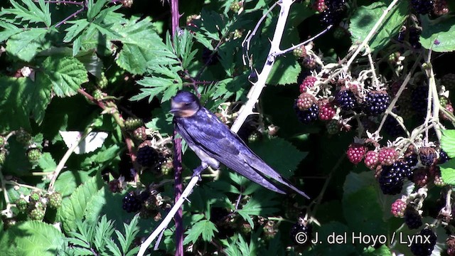 Barn Swallow (American) - ML201464041