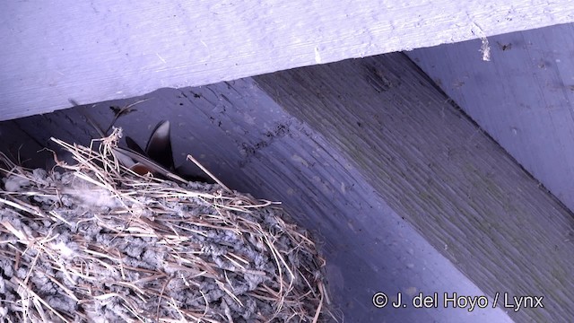 Barn Swallow (American) - ML201464051