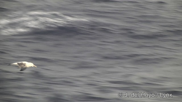 Albatros hurleur, A. de Tristan da Cunha ou A. des Antipodes - ML201464421