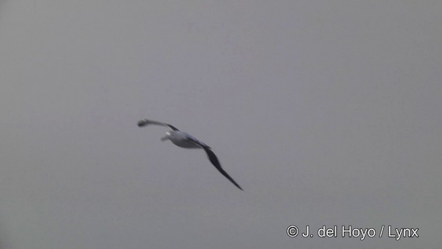 Albatros hurleur, A. de Tristan da Cunha ou A. des Antipodes - ML201464431