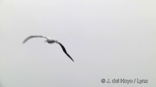 Albatros hurleur, A. de Tristan da Cunha ou A. des Antipodes - ML201464441