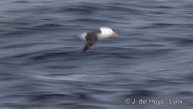 Чернобровый альбатрос - ML201464511
