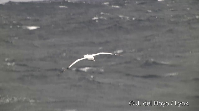 albatros stěhovavý/tristanský/jižní - ML201464571