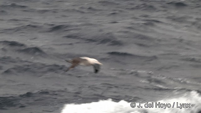 Albatros hurleur, A. de Tristan da Cunha ou A. des Antipodes - ML201464581