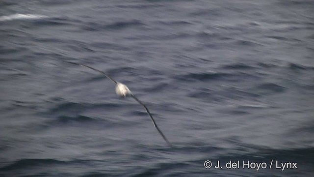 Albatros hurleur, A. de Tristan da Cunha ou A. des Antipodes - ML201464591
