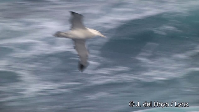 Albatros hurleur, A. de Tristan da Cunha ou A. des Antipodes - ML201464601