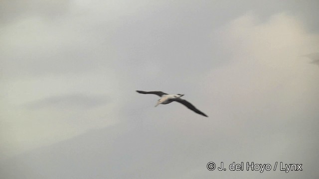 Albatros hurleur, A. de Tristan da Cunha ou A. des Antipodes - ML201464611