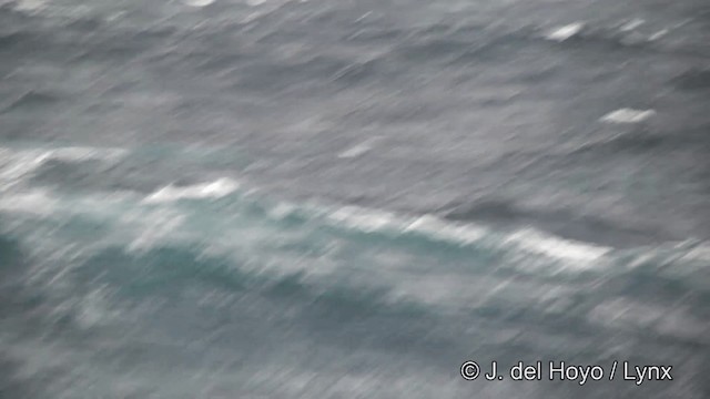 Albatros hurleur, A. de Tristan da Cunha ou A. des Antipodes - ML201464621