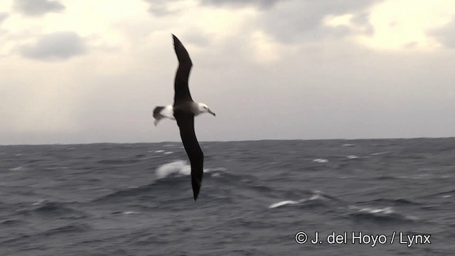 Black-browed Albatross - ML201464651
