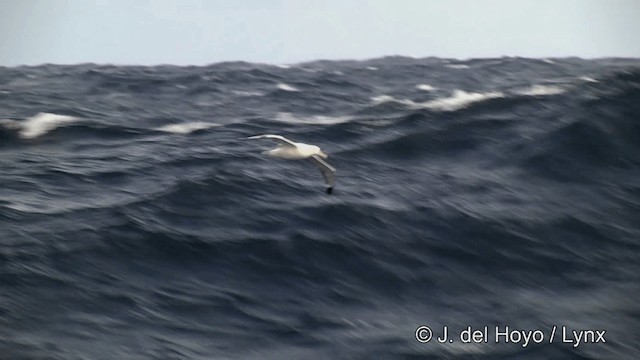 Snowy Albatross - ML201464811