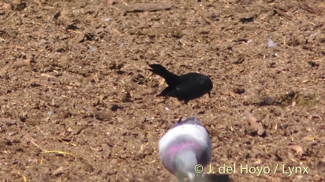 Red-winged Blackbird (California Bicolored) - ML201465281
