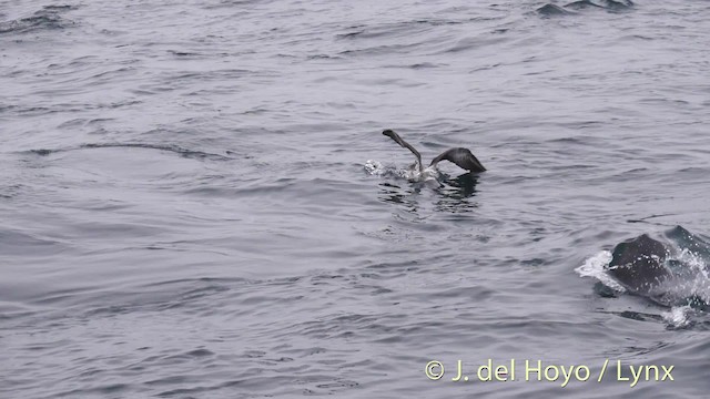 Pink-footed Shearwater - ML201465531