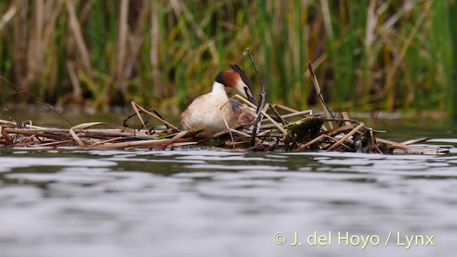 Great Crested Grebe - ML201465581