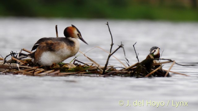 Great Crested Grebe - ML201465601
