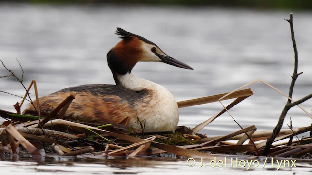 Great Crested Grebe - ML201465611